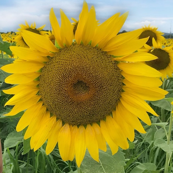 Meet your Posher, Anna - Picture 1 of 1